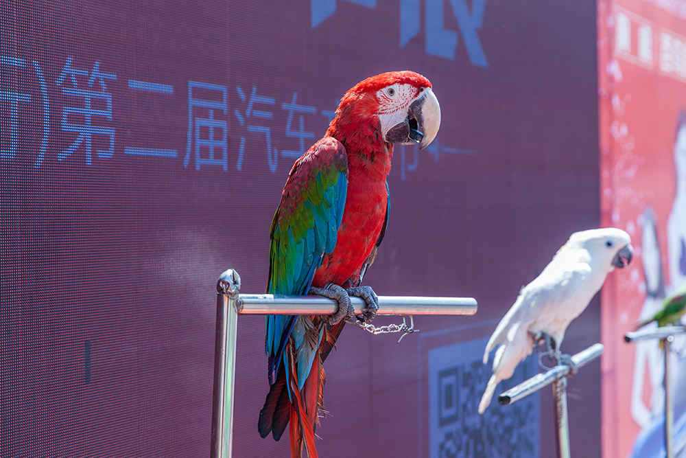 【車展第一天】遇到那個TA，放棄蘋果8......